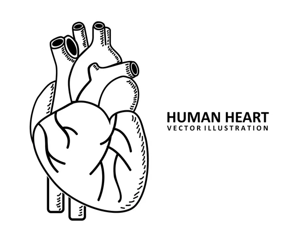 Corazón humano — Vector de stock