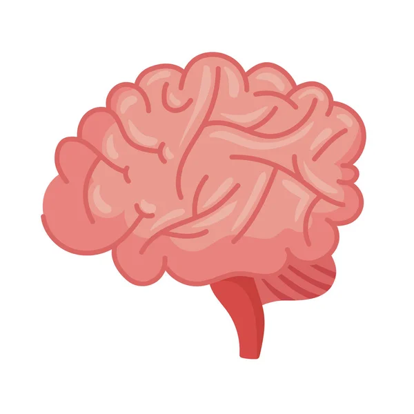 脳人間の器官は — ストックベクタ
