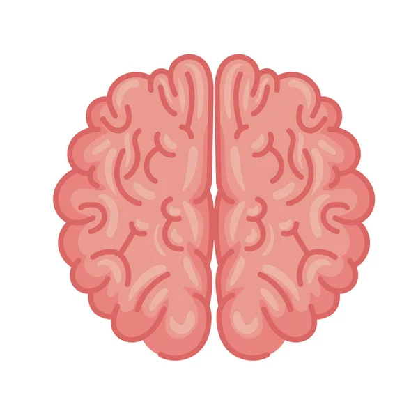 Ανθρώπινο εγκεφαλικό όργανο — Διανυσματικό Αρχείο