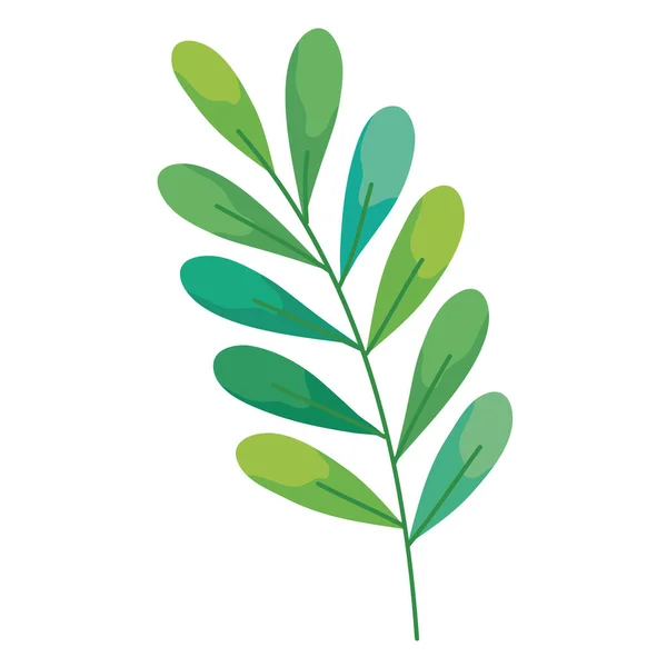Zweig mit Blättern — Stockvektor