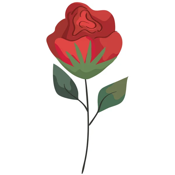 Red rose flower — Stock Vector