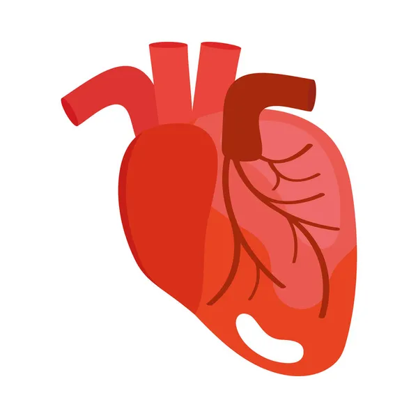 Lidský srdeční orgán — Stockový vektor
