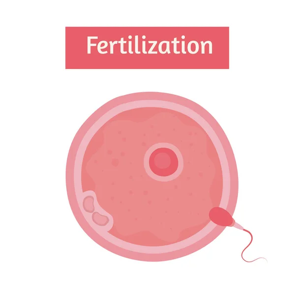 Fecundación óvulos y esperma — Archivo Imágenes Vectoriales