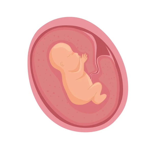 Embryo in womb development — Stock Vector