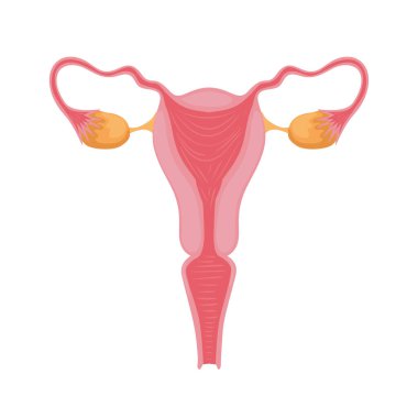 kadın üreme sistemi