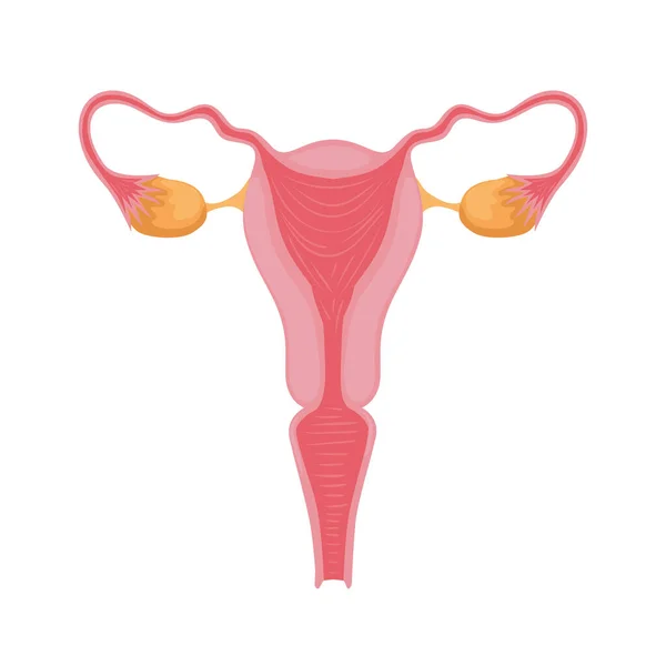 Vrouwelijke voortplantingsstelsel — Stockvector