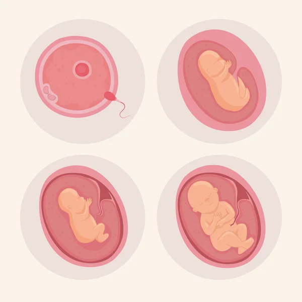 Iconos del desarrollo embrionario — Vector de stock