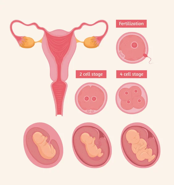 Sistema reproductor femenino e iconos — Vector de stock