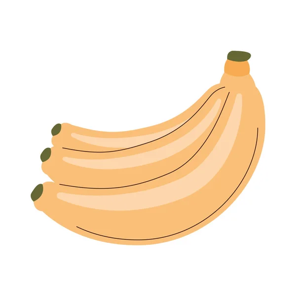 Fresh bananas fruits — Stock Vector