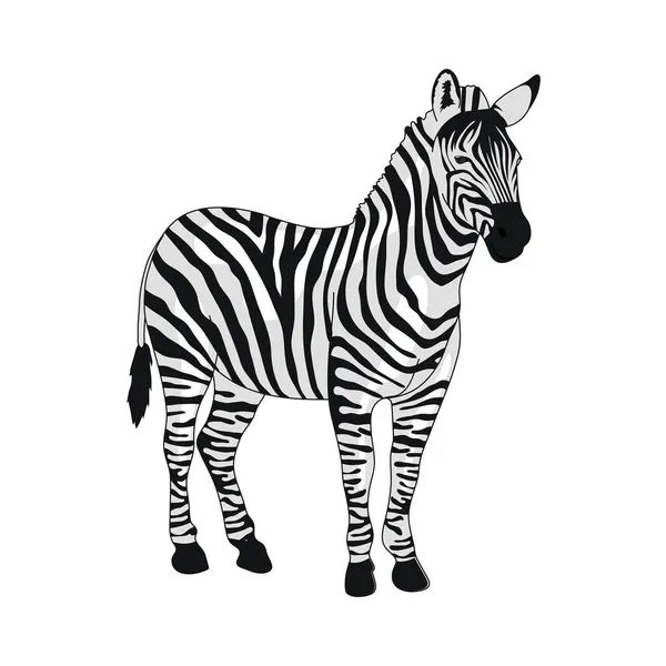 Vahşi Afrika zebra — Stok Vektör