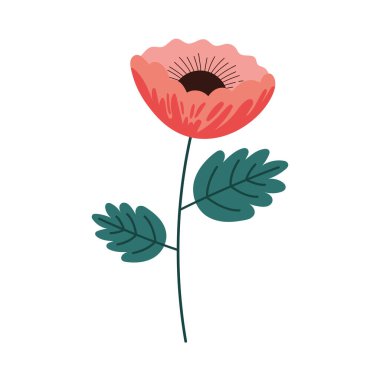 Kırmızı güzellik çiçek