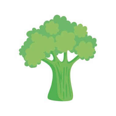 Taze brokoli sebzesi