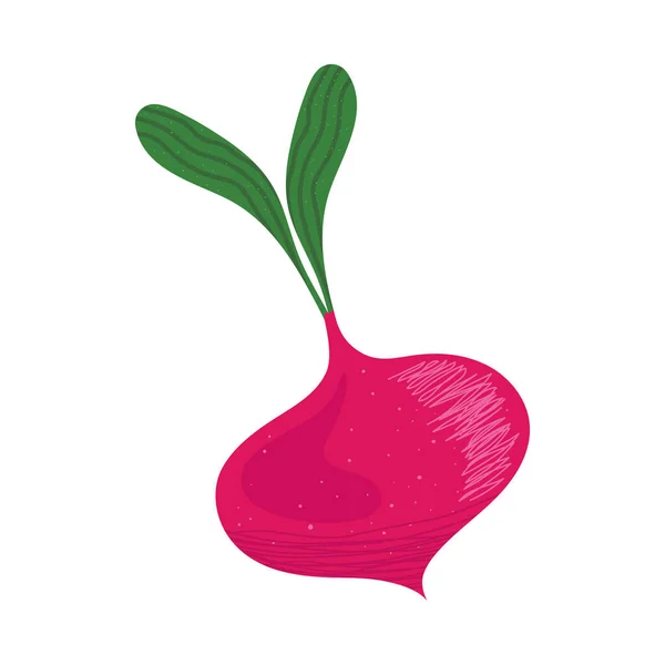 Rödbetor färska grönsaker — Stock vektor