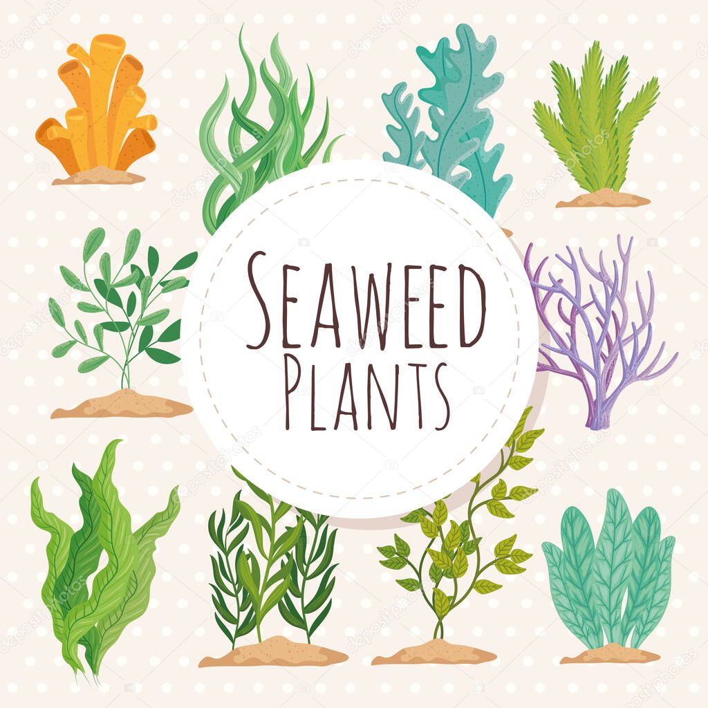 differents seaweed plants