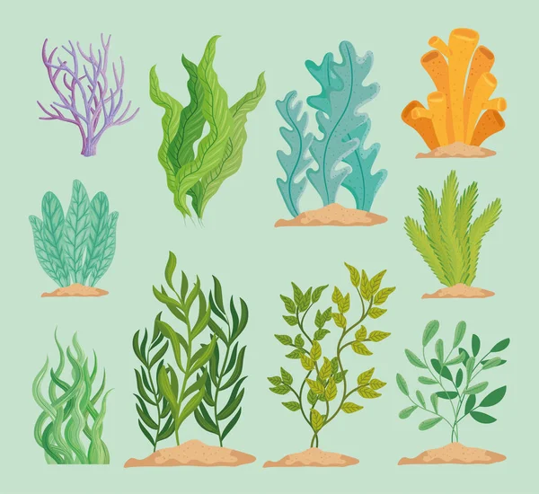 Conjunto de plantas de algas — Vector de stock