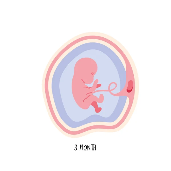 Desarrollo embrionario tercer mes — Vector de stock