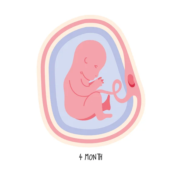 Développement embryonnaire quatrième mois — Image vectorielle