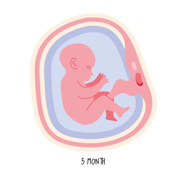 Desarrollo embrionario quinto mes — Archivo Imágenes Vectoriales