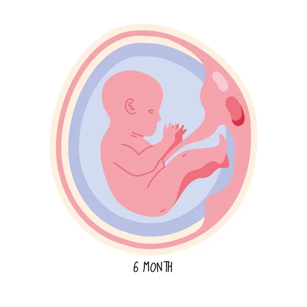 Embryonenentwicklung im sechsten Monat — Stockvektor