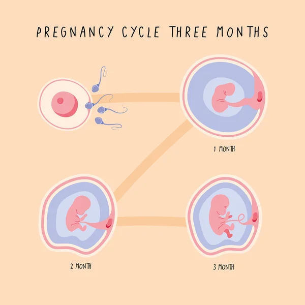 Tres fases de desarrollo embrionario — Vector de stock