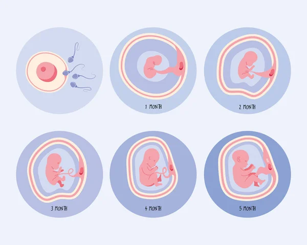 Six embryo development phases — Stock Vector