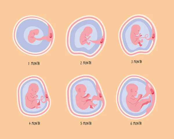 Desarrollo embrionario en seis fases — Vector de stock