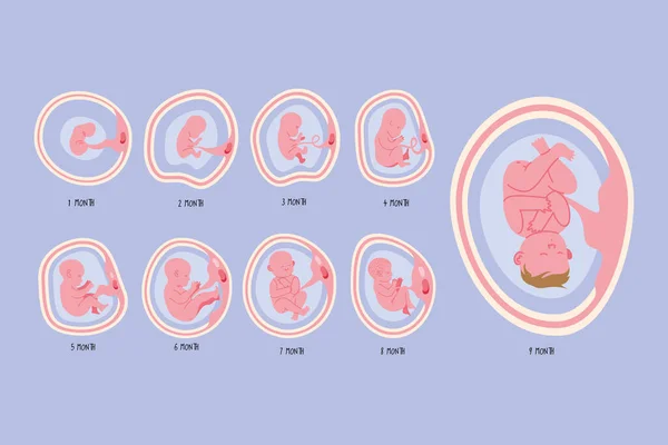 Desarrollo embrionario en nueve fases — Vector de stock