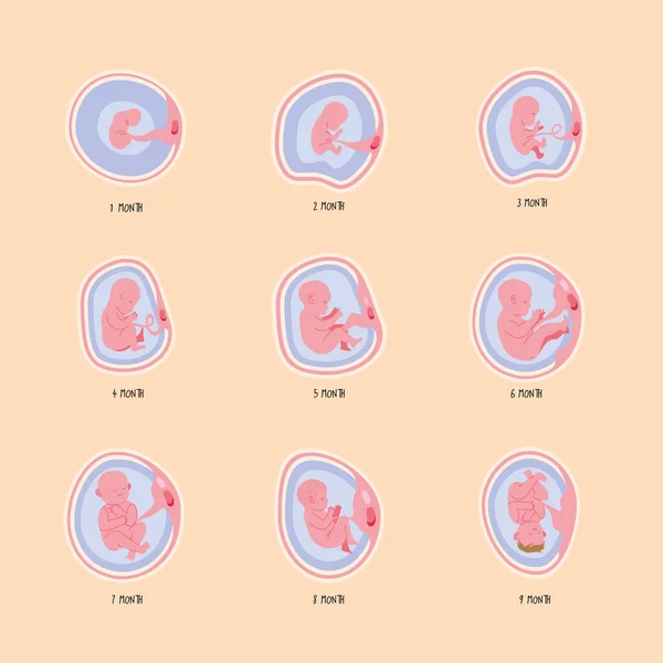 Nueve fases de desarrollo embrionario — Vector de stock