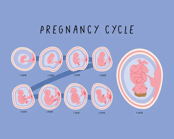 Développement embryonnaire mois phases — Image vectorielle