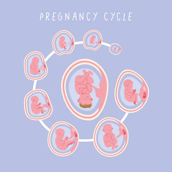 Embryo utvecklingsfaser cykel — Stock vektor