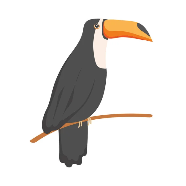 Toucan exotické zvíře — Stockový vektor