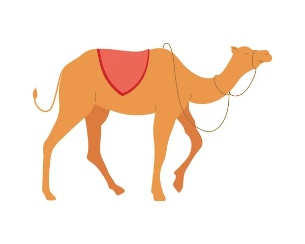 Pesebre camello caminando — Vector de stock