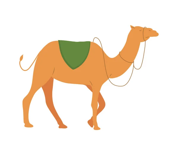 Pesebre camello salvaje caminando — Vector de stock