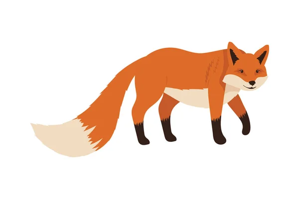 Wild fox walking — Stock Vector