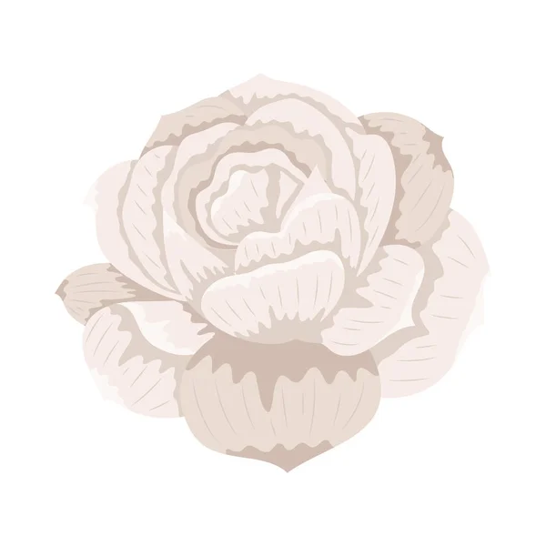 Béžová krásná růže — Stockový vektor