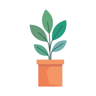 Seramik tencerede houseplant