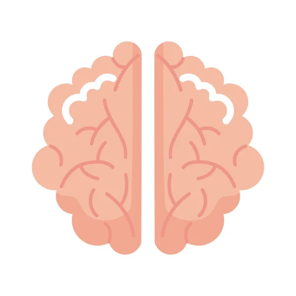 Beyin insan organı — Stok Vektör