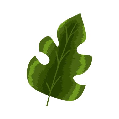 yeşil tropikal yaprak