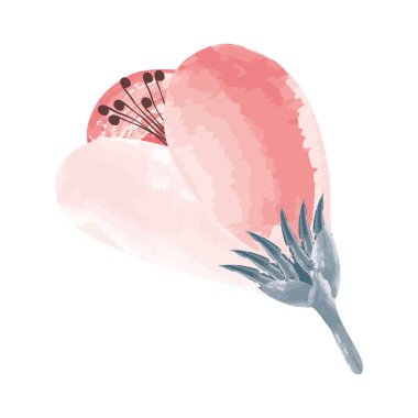 pembe suluboya gül çiçeği