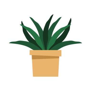 pot güzel houseplant