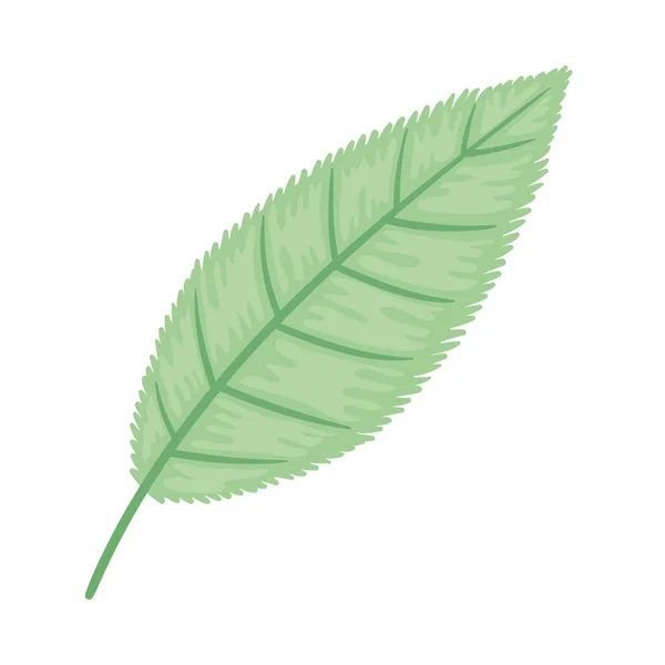 차 잎 자연적 — 스톡 벡터
