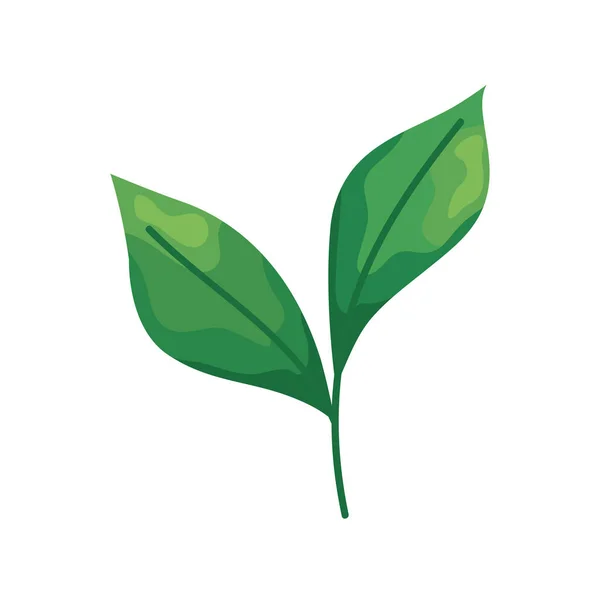 Ecología hojas planta — Archivo Imágenes Vectoriales