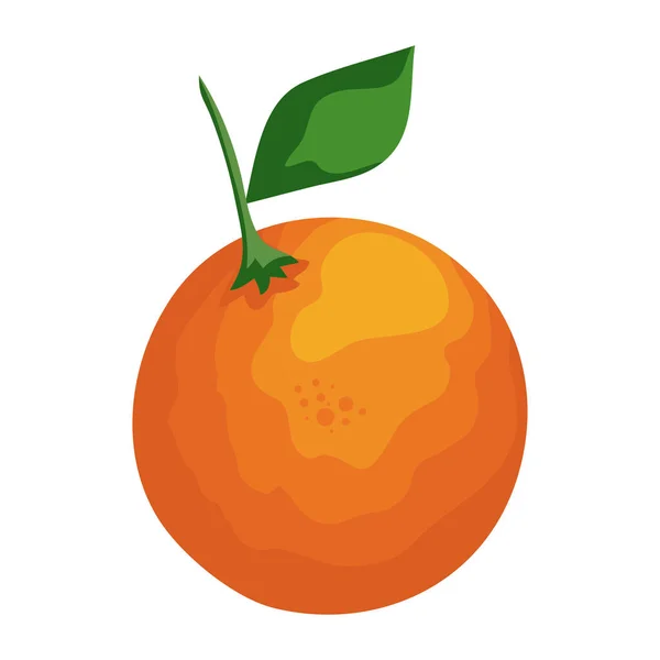 Fruta naranja fresca — Vector de stock