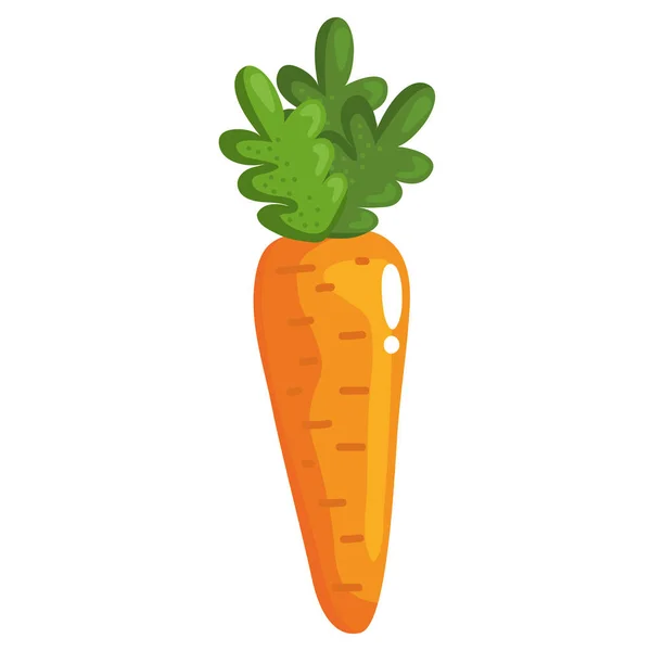 Verdura fresca di carota — Vettoriale Stock