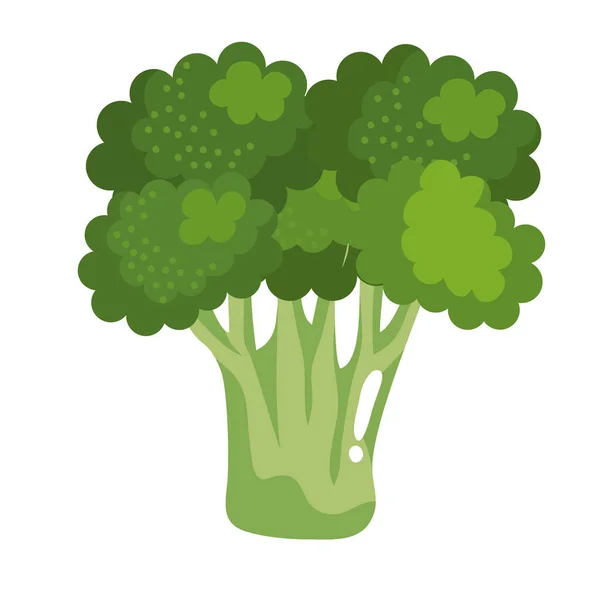 Čerstvá brokolice zelenina — Stockový vektor
