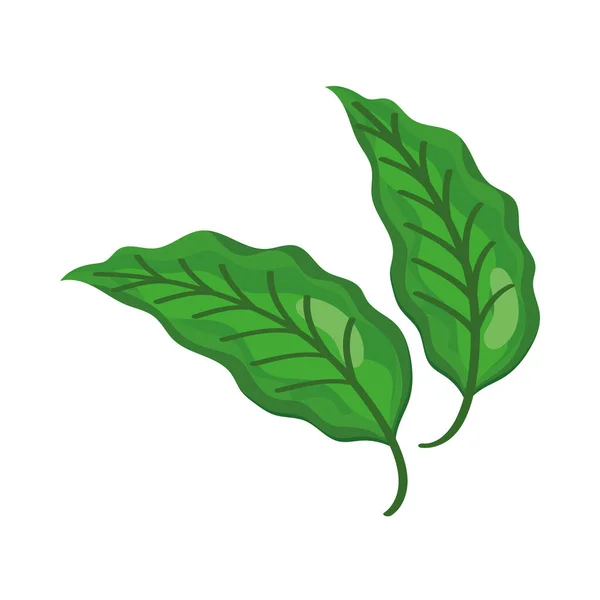 Natureza folhas verdes — Vetor de Stock