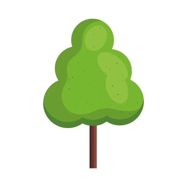 Planta de pino — Vector de stock