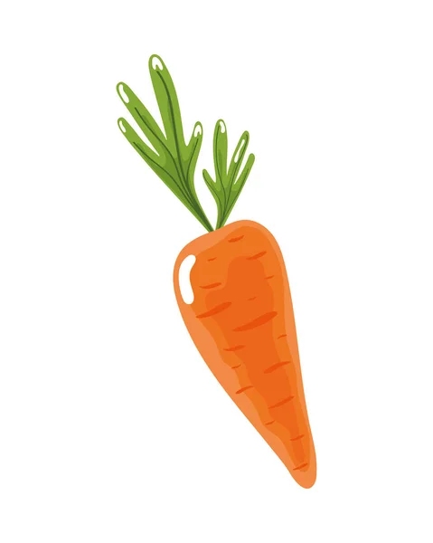 Cenoura vegetal fresca — Vetor de Stock