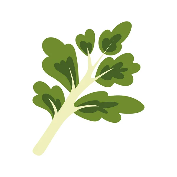 Hortalizas frescas de cilantro — Vector de stock