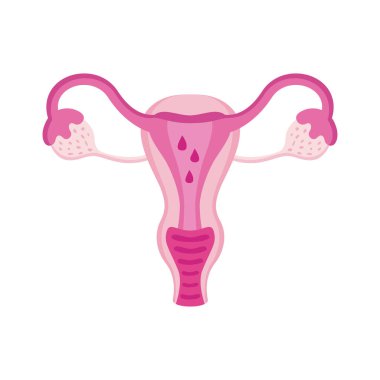 Rahim dişi organı.